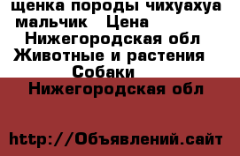 щенка породы чихуахуа-мальчик › Цена ­ 12 000 - Нижегородская обл. Животные и растения » Собаки   . Нижегородская обл.